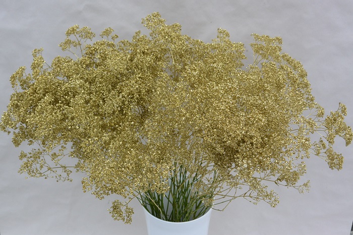 GYPSOPHILA GOLD
